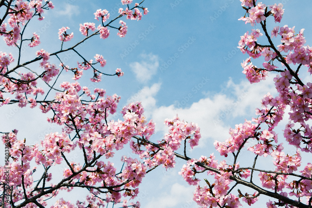 淀水路の河津桜